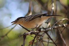 Dryoscopus cubla cubla