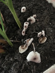 Leucocoprinus ianthinus