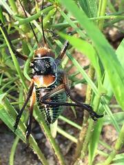 Acanthoplus longipes