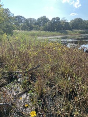 Spiranthes bightensis