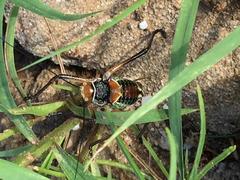 Acanthoplus longipes