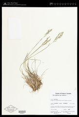 Poa bulbosa bulbosa
