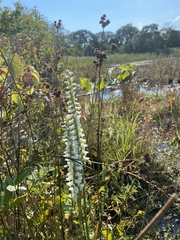 Spiranthes bightensis