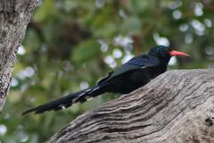 Phoeniculus purpureus marwitzi