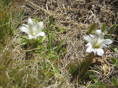 Gentiana newberryi