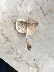 Leucocoprinus ianthinus