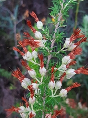 Erica intermedia