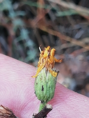 Takhtajaniantha crispa