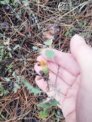 Takhtajaniantha crispa
