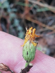 Takhtajaniantha crispa