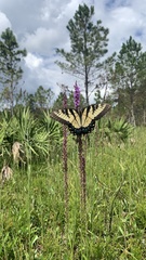 Papilio glaucus image