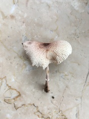 Leucocoprinus ianthinus