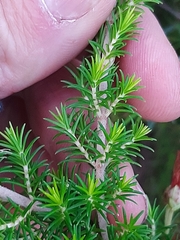 Erica intermedia