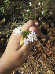 Lantana fucata