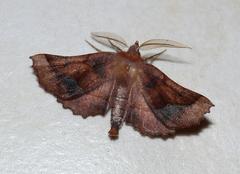 Drepanogynis determinata