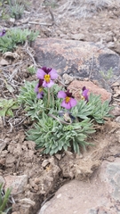 Viola beckwithii