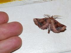 Drepanogynis determinata