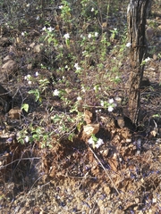Lantana fucata