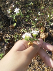 Lantana fucata