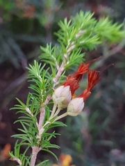 Erica intermedia