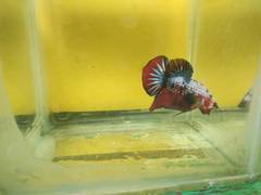Betta splendens