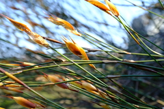 Willdenowia arescens