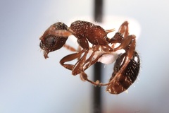 Myrmica americana