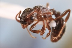 Myrmica americana