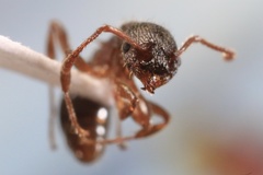 Myrmica americana