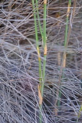 Willdenowia arescens