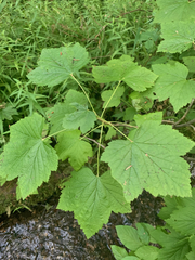 Ribes hudsonianum