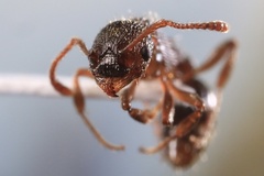 Myrmica americana