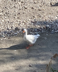 Anser anser domesticus