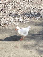 Anser anser domesticus