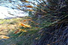 Willdenowia arescens