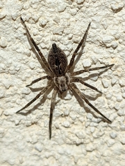 Anyphaena alboirrorata