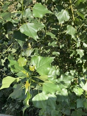 Populus nigra