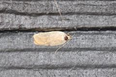 Agonopterix nervosa