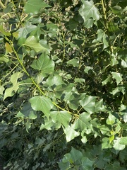 Populus nigra