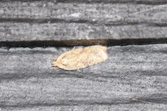Agonopterix nervosa