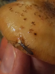 Pogonognathellus flavescens