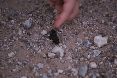 Eleodes suturalis