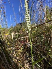 Spiranthes bightensis