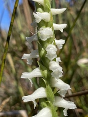 Spiranthes bightensis