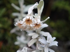 Ewartiothamnus sinclairii