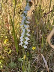 Spiranthes bightensis