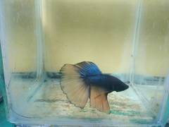 Betta