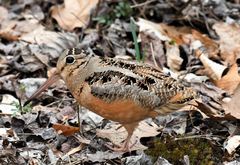 American Woodcock photo 1
