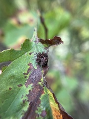 Dasineura crataegibedeguar