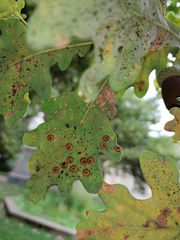 Neuroterus numismalis